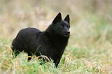 SCHIPPERKE 846